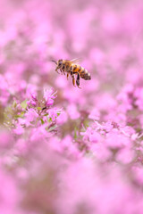 Bee in flowers with bokeh for text