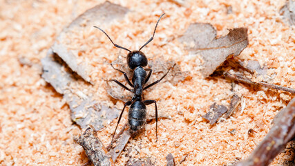 ant on the ground