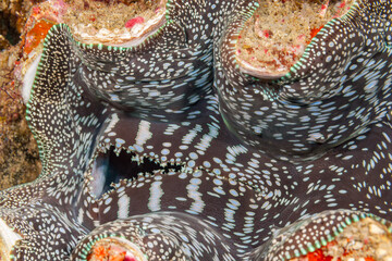 Mozambique, Maputo, Ponta do Ouro, Small Giant Clam, Maxima Clam (Tridacna maxima)