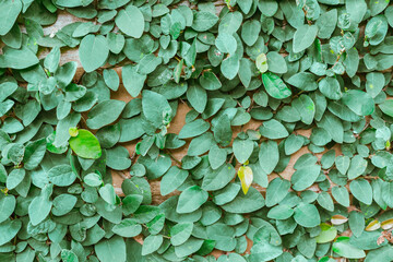 Green Ivy fresh leaves on the wall
