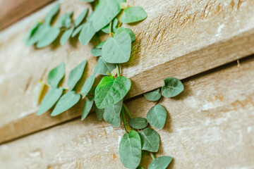 Green Ivy fresh leaves on the wall