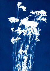Flowers illustration. Botanical illustration. Floral arrangement. Plant silhouette. White on blue. Cyanotype creation process. Sun print.
