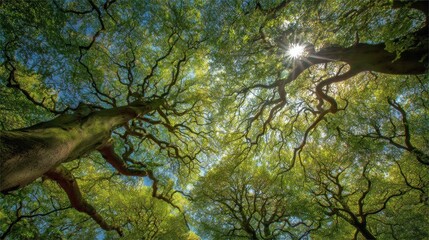 Sunlight Filtering Through Ancient Canopy