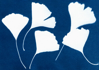 Ginkgo biloba leaves illustration. Silhouettes of leaves on a blue background. Unique hand-printed monotype.