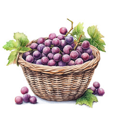 watercolor vector of Burmese Grape Fruit Basket, high quality, isolated on a white background.