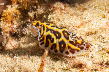 Mozambique, Maputo, Ponta do Ouro, Black and Yellow Nudibranch, Sea slug