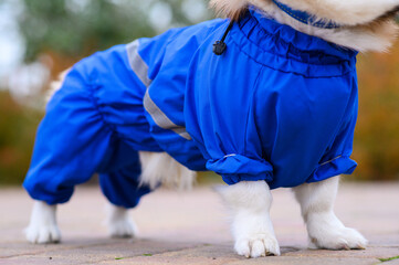 Welsh Corgi Pembroke dog in blue waterproof overalls with reflective stripes standing outside....