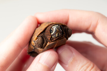 Close-up of a tiny baby turtle being gently held in human hands. The turtle is partially tucked into its shell. Perfect for themes related to wildlife conservation, animal care, or nature’s beauty.