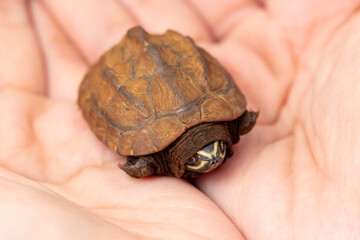 Close-up of a tiny baby turtle being gently held in human hands. The turtle is partially tucked into its shell. Perfect for themes related to wildlife conservation, animal care, or nature’s beauty.