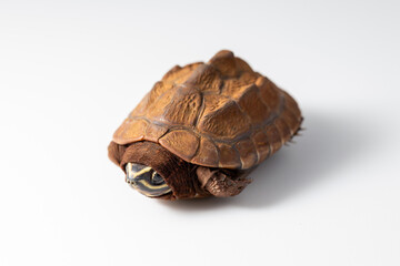 Close-up of a tiny baby turtle being gently held in white background. The turtle partially tucked into its shell. Perfect for themes related to wildlife conservation, animal care, or nature’s beauty.