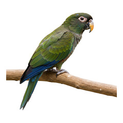 Obraz premium Side view of a tropical parrot perched on wooden stick, suitable for exotic bird, forest or wildlife-themed designs