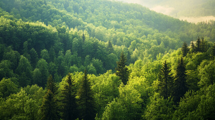 A wide panoramic view of lush green forest captures the serene beauty of unspoiled nature