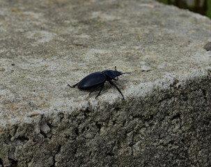 A small, black beetle crawls on a rough, grey concrete surface.