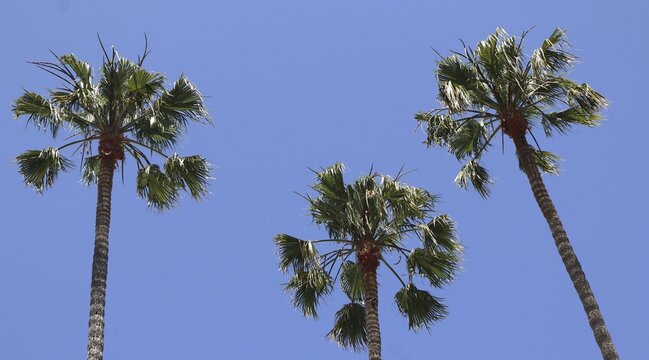 Three palm trees sway lightly in the wind as they stand against a clear blue sky