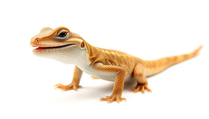 Naklejka premium Adorable Baby Bearded Dragon Lizard, Reptile Pet