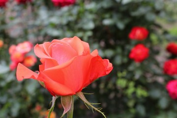 red rose close-up in the garden