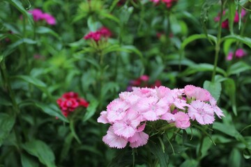 Pink carnation flowers bloom in the garden	
