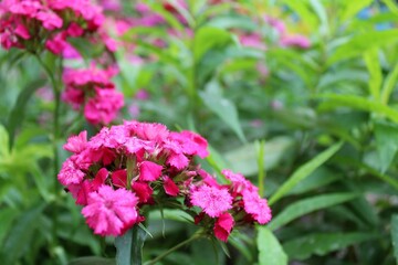 pink flowers in the garden