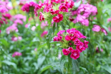 Pink carnation flowers blooming in the garden