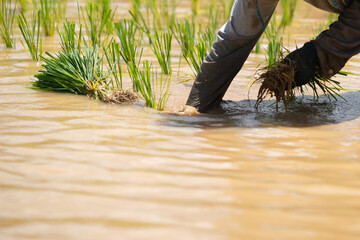 Rice seedlings ready for planting. Method of planting rice by pulling out seedlings using human...