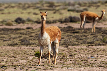 wild vicuñas roam the highlands of the Peruvian Andes — guardians of the puna and symbols of natural elegance. Their golden fleece glows under the Andean sun, a reminder of nature’s quiet majesty