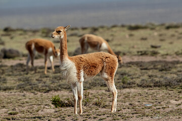 wild vicuñas roam the highlands of the Peruvian Andes — guardians of the puna and symbols of...