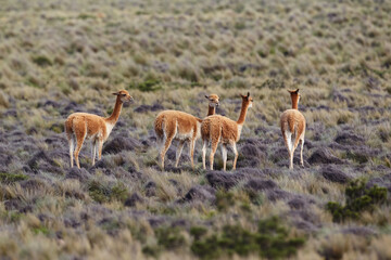 wild vicuñas roam the highlands of the Peruvian Andes — guardians of the puna and symbols of...