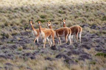 wild vicuñas roam the highlands of the Peruvian Andes — guardians of the puna and symbols of...