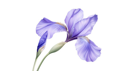 purple iris flower on white background