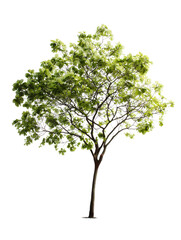 Obraz premium Green Tree on White: A vibrant, healthy tree stands tall against a pure white background, showcasing its lush green foliage and strong trunk. Its leaves and branches display a natural elegance.