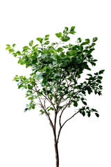 Obraz premium Solitary Sapling: A young, vibrant tree, its branches adorned with lush green leaves, stands against a clean backdrop, symbolizing growth and the vitality of nature.