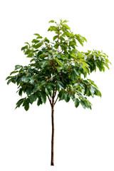 Green tree in nature : A vibrant green tree stands tall, with lush foliage, radiating a sense of serenity, inviting viewers to connect with the natural world, highlighting the beauty of nature.