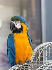 blue and yellow macaw