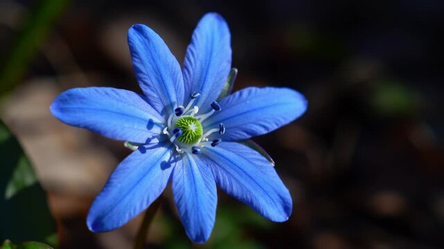 A vibrant blue hepatica flower with a green center stands out against a dark background outdoors