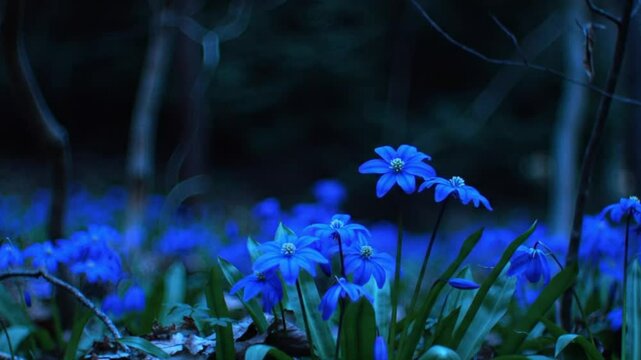 A field of bright blue flowers blooming in a dark forest with trees in the background scenery view
