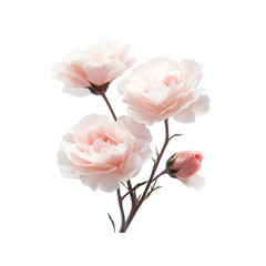 Fototapeta premium Delicate Cluster of Pale Pink Roses on Transparent Background