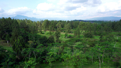 Green Oasis Golf: Green oasis golf course, a sprawling expanse of grass with majestic, sheltering trees. Excellent for wellness, escape, and scenic sports settings