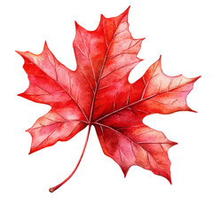 watercolor vector of Bright Red Maple Leaves, high quality, isolated on a white background.