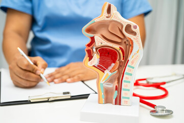 Asian doctor with nasal oral throat cavity neck human anatomy model for study diagnosis and...