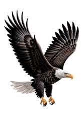 Obraz premium american bald eagle
