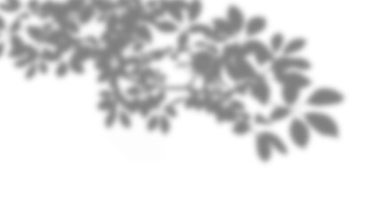 Leaf shadow silhouette on a clean transparent layer. Blurred branch decor elements. Eco overlay for artistic design, spring product mockup, and summer layout ideas.