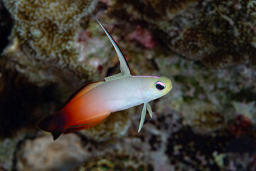 A fire dartfish, Nemateleotris magnifica, hovers close to the seafloor of a coral reef in Wakatobi National Park, Indonesia. Dartfish are found throughout the Indo-Pacific region.
