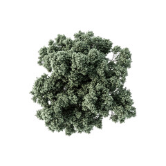 Aerial View of a Lush, Green Tree Canopy
