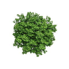 Obraz premium Aerial View of Lush Green Shrub, Top Down Perspective