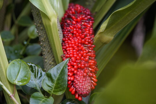 Anthurium schlechtendalii, also known as pheasant's tail or cola de fais&aacute;n in Spanish, is a broad-leafed plant used for multiple medicinal purposes. Hanover Berggarten, Germany.