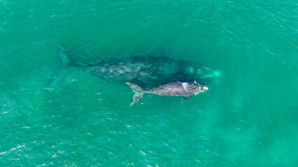 Baleia Franca, a Brazilian whale with her call in Florianopolis, Brazil. Right whales swimming near the coast of Florianopolis with their calves. Aerial view.