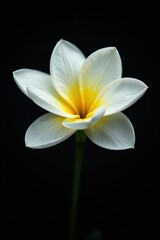 Fototapeta premium Single white bloom, sunburst yellow core, against deep black, yellow, bright, flora