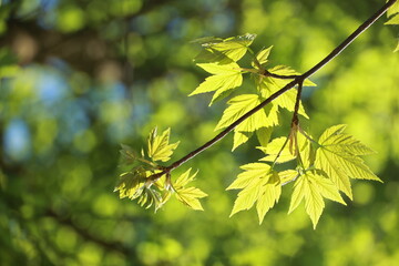 Leafy branch with a leafy green color