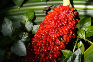 Anthurium schlechtendalii, also known as pheasant's tail or cola de faisán in Spanish, is a broad-leafed plant used for multiple medicinal purposes. Hanover Berggarten, Germany.