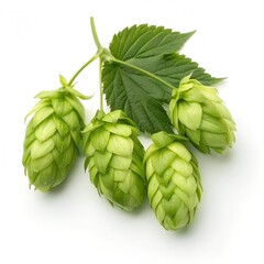 realistic beer fresh green hop isolated on white background